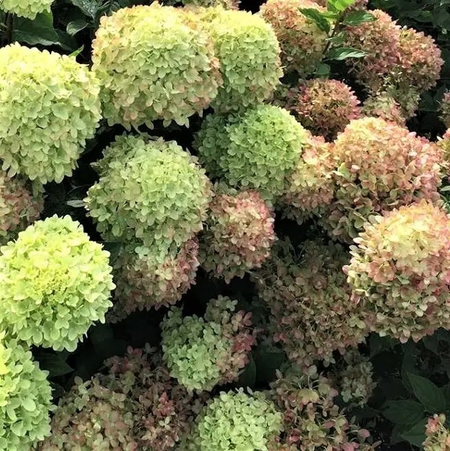 Гортензія волотиста Літл Лайм – компактна, пишноцвітуча, стійка Р9, фото 1
