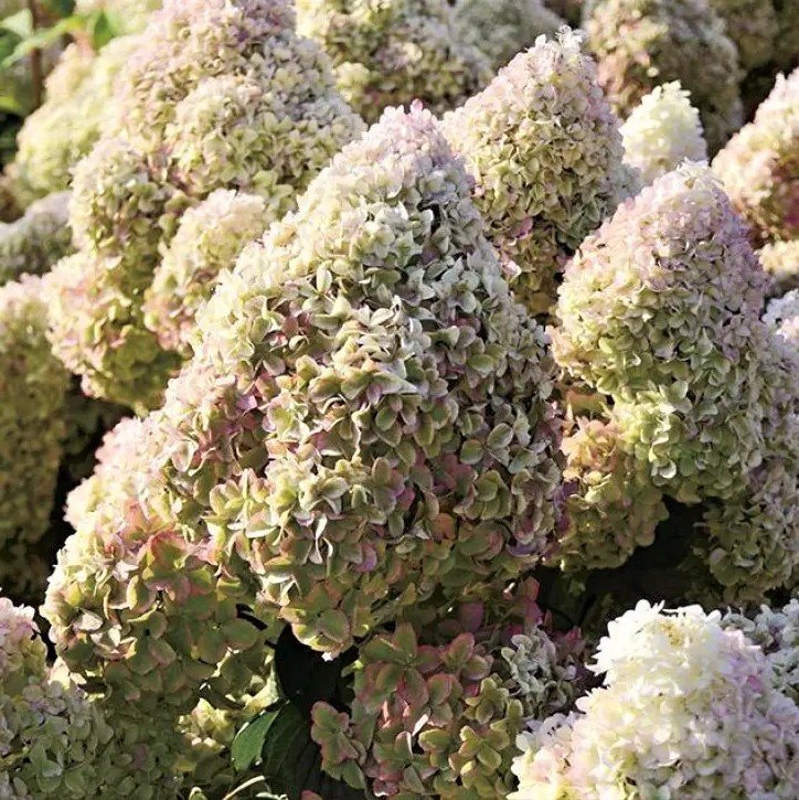 Гортензія волотиста Діамантіно – великоквіткова, пишноцвітуча, стійка Р9, фото 1