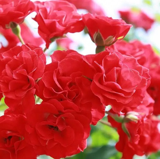 Ґрунтопокривна троянда Скарлет Мейяндекор – пишноцвітуча, стійка, декоративна, фото 1