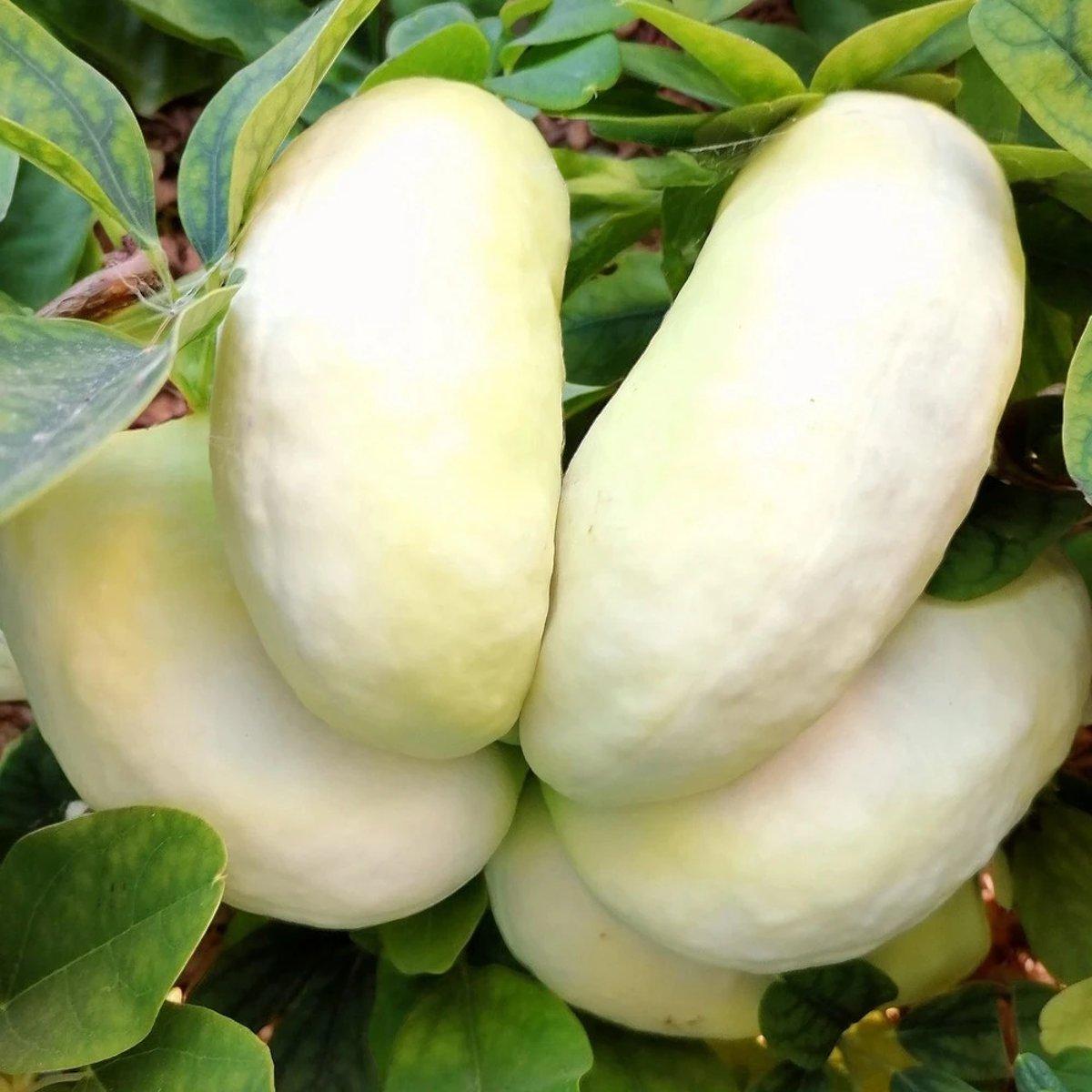 Акебія п'ятилиста Альба / h 60-90 / Akebia quinata Alba