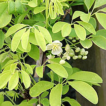 Акебія п'ятилиста Альба / h 60-90 / Akebia quinata Alba, фото 5