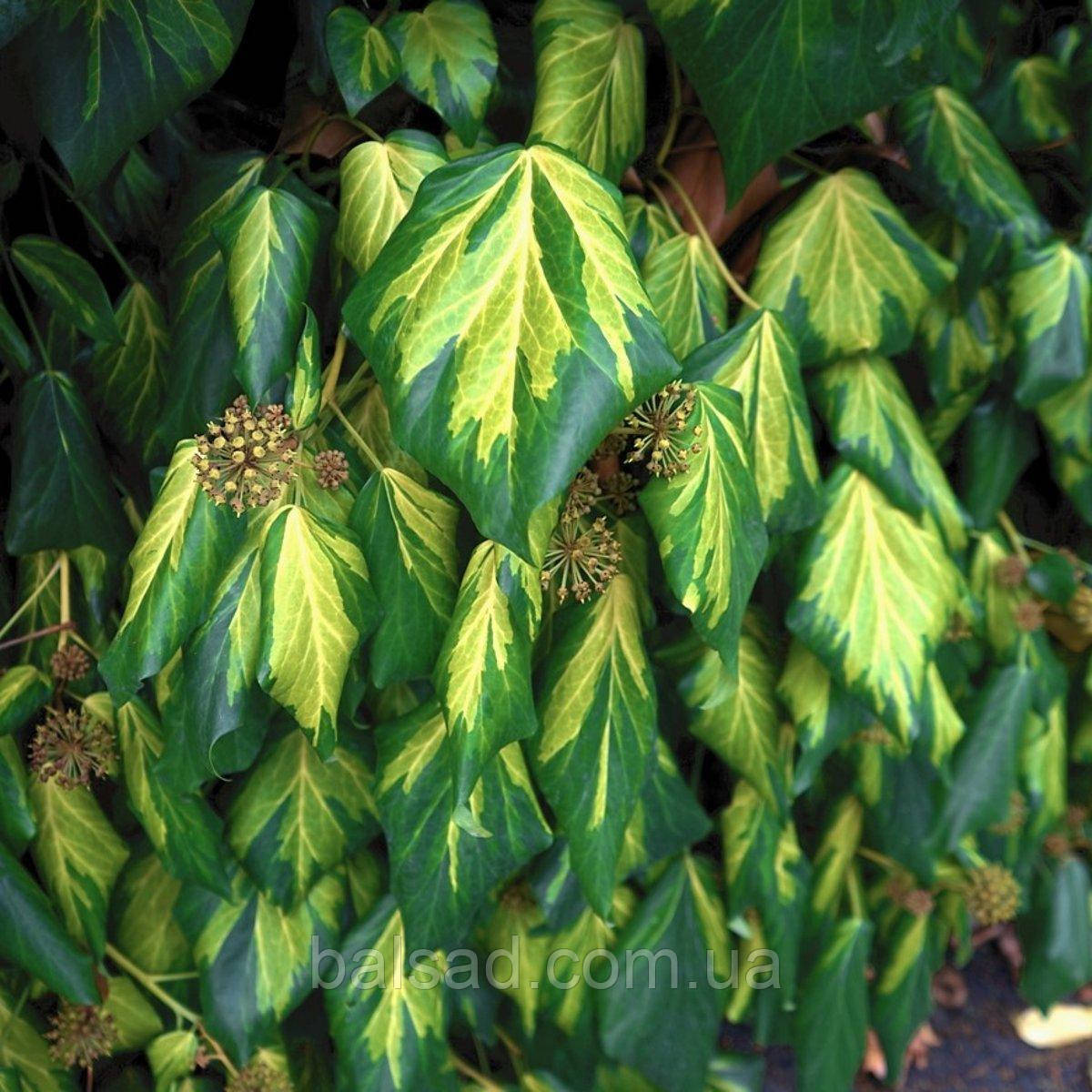 Плющ звичайний Сульфур Харт / h 60-90 / Hedera Sulphur Heart