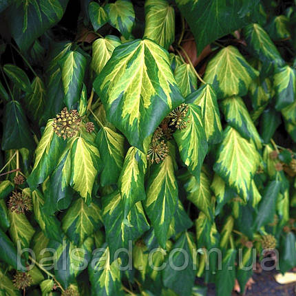 Плющ звичайний Сульфур Харт / h 60-90 / Hedera Sulphur Heart, фото 1