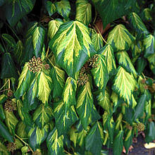 Плющ звичайний Сульфур Харт / h 60-90 / Hedera Sulphur Heart