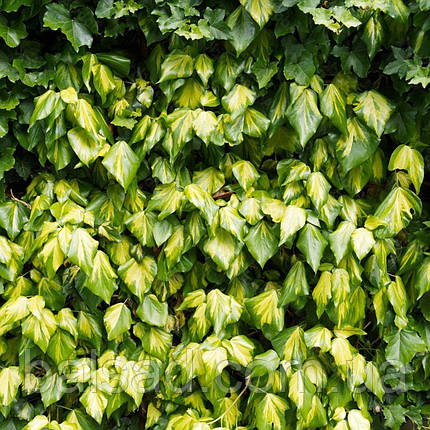 Плющ звичайний Сульфур Харт / h 60-90 / Hedera Sulphur Heart, фото 3