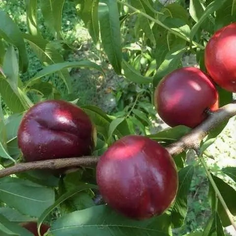 Нектарин Біг Хейвен – великоплідний, ароматний, стійкий, фото 1