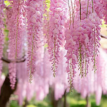 Гліцинія Кучі-Бені / h 70-100 / Wisteria floribunda Kuchi-Beni