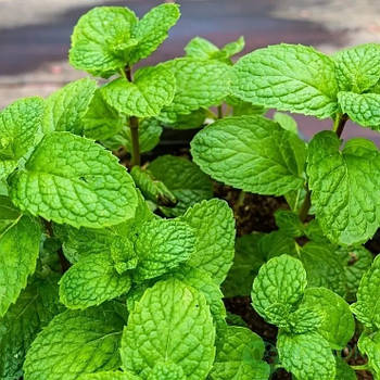 М'ята яблучна – ароматна, ніжна, стійка Р9