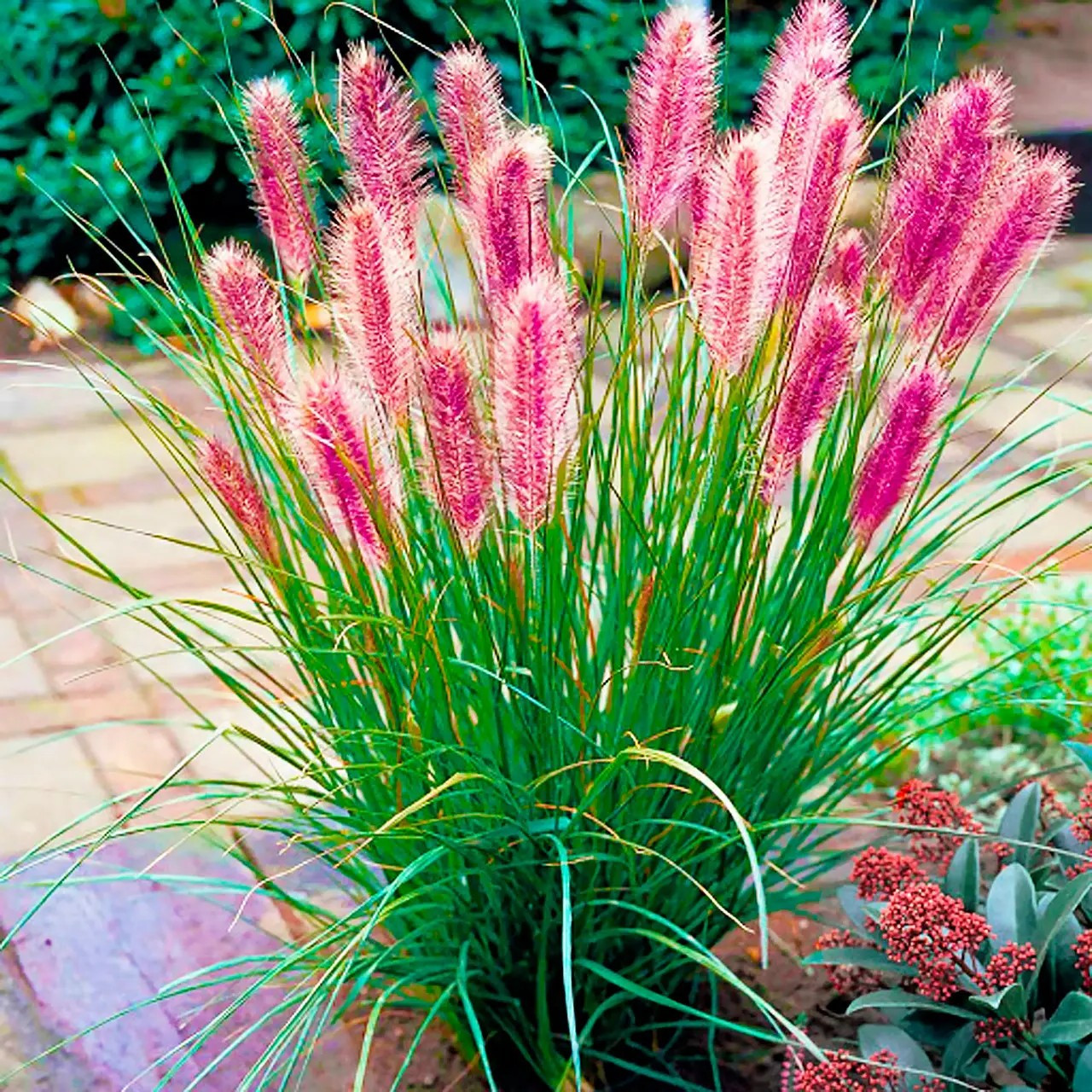 Пеннісетум лисохвостовидний Ред Хет – декоративний, яскравий, стійкий Р9, фото 1