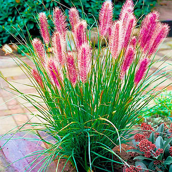 Пеннісетум лисохвостовидний Ред Хет – декоративний, яскравий, стійкий Р9