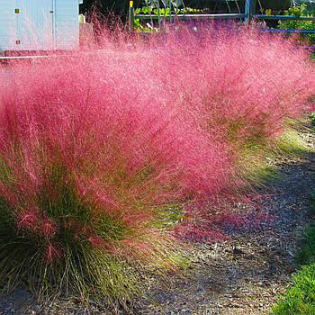 Мюленбергія волосовидна – декоративна, ніжна, стійка Р9