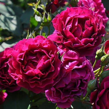 Одіссея  (Odysseia)