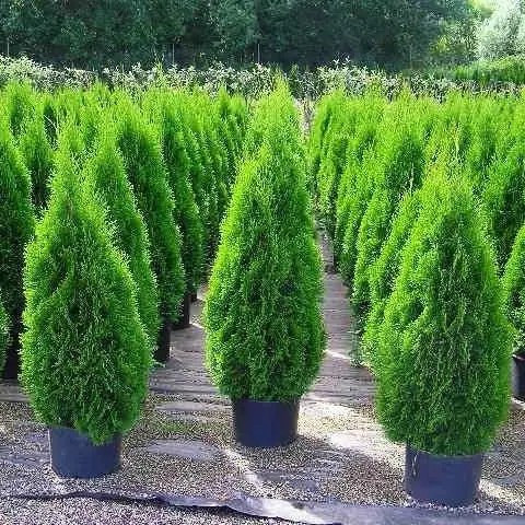 Туя західна Смарагд 3-х річна – вічнозелена, морозостійка, компактна С1.5, фото 1