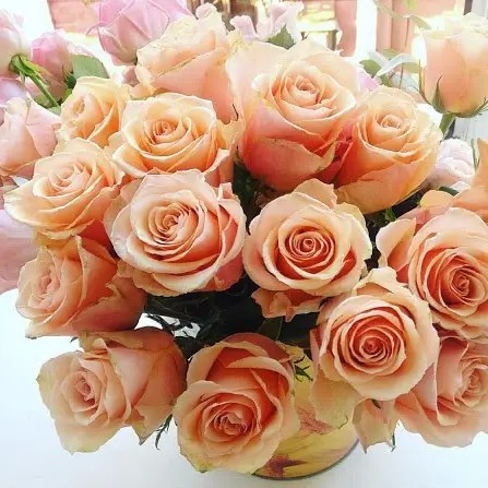 Чайно-гібридна троянда Прімавера – енергійна, яскрава, ароматна, фото 1