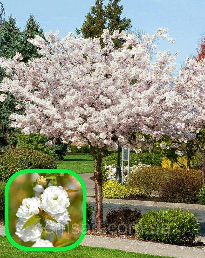 Сакура дрібнопильчаста Шимідсу \ Prunus serrulata Shimidsu ( саджанці 120-150см )