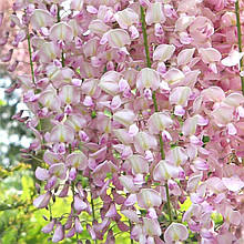 Гліцинія Хонбені / h 70-100 / Wisteria floribunda Honbeni