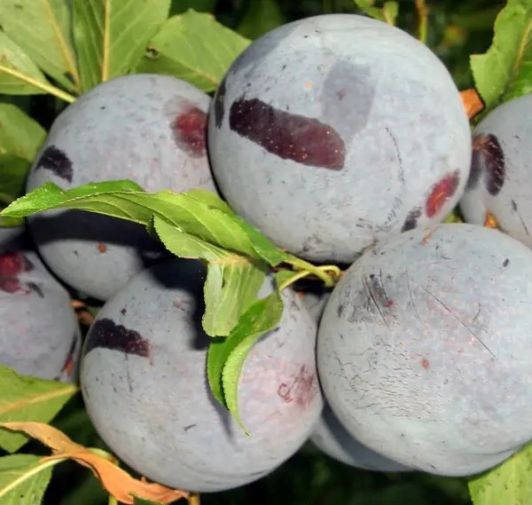 Слива Блек Сплендор – диплоїдна, великоплідна, стійка до хвороб, фото 1