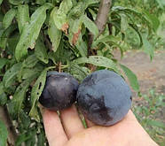 Слива Блек Сплендор – диплоїдна, великоплідна, стійка до хвороб, фото 2