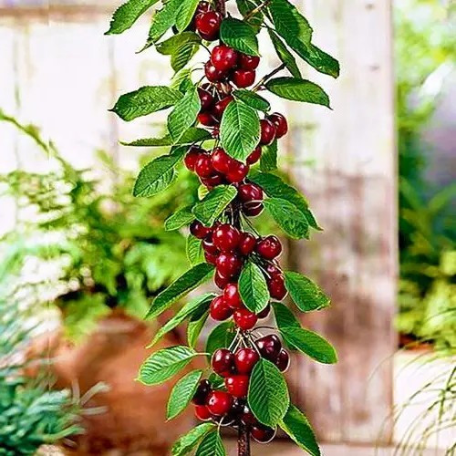 Вишня колоновидна Королева – декоративна, стійка, витривала, фото 1