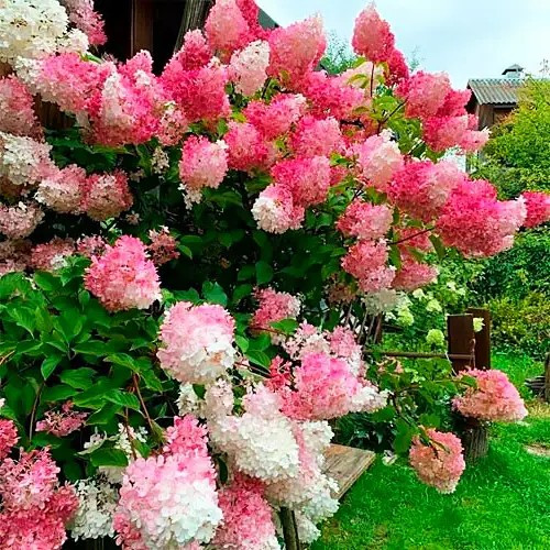 Гортензія волотиста Ваніль Фрайз – кремова, ніжна, рясноквітуча Р9, фото 1