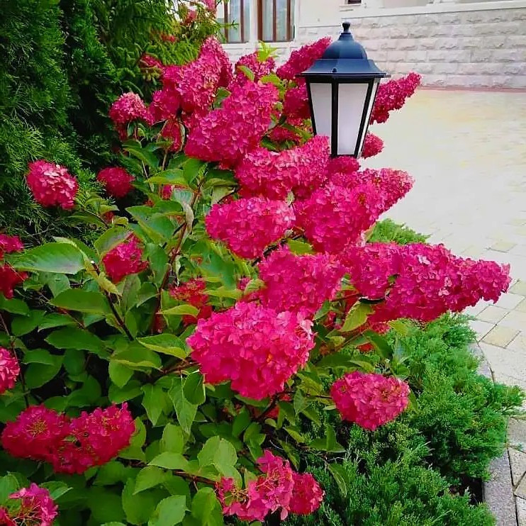 Гортензія волотиста Фрайз Мельба – витончена, рясноквітуча, незвичайна Р9, фото 1