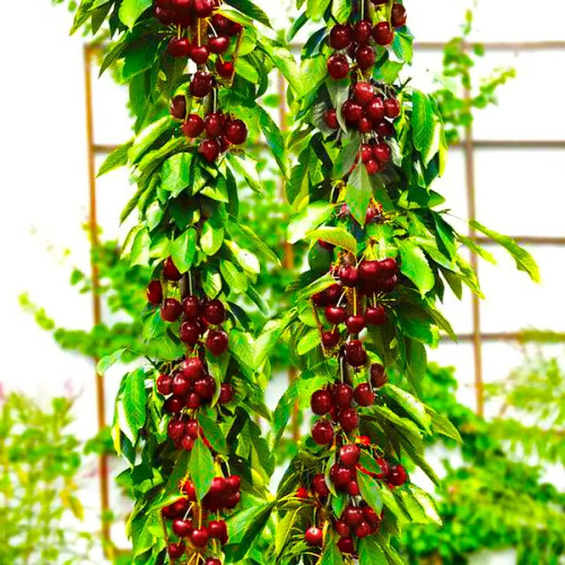 Вишня колоновидна Ашинський Гібрид – декоративна, стійка, витривала, фото 1