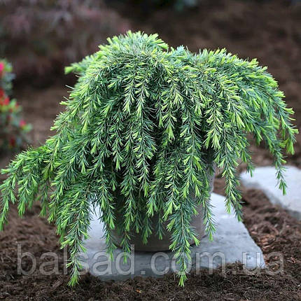 Кедр гімалайський Філін Блю / h 30-40 / Cedrus Feelin' Blue, фото 1