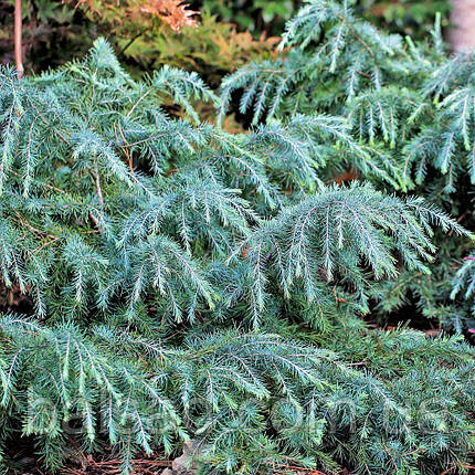 Кедр гімалайський Філін Блю / h 30-40 / Cedrus Feelin' Blue, фото 3