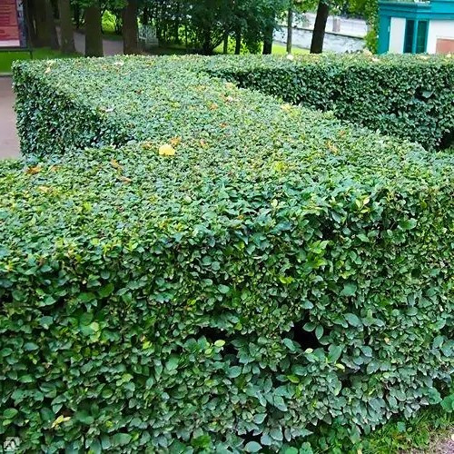 Кизильник блискучий, вертикальний – блискучий, стійкий, декоративний Р9, фото 1