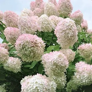 Гортензія волотиста Грандіфлора – декоративна, морозостійка, великоквіткова Р9, фото 1