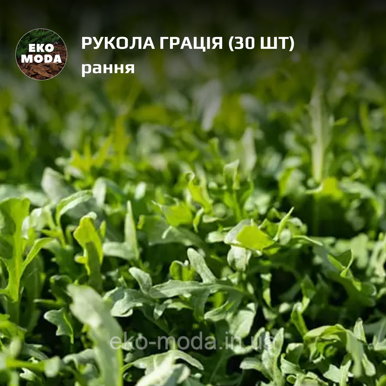 Рукола Грація  -  ранньоспілий -  (30 шт  zip-пакет)