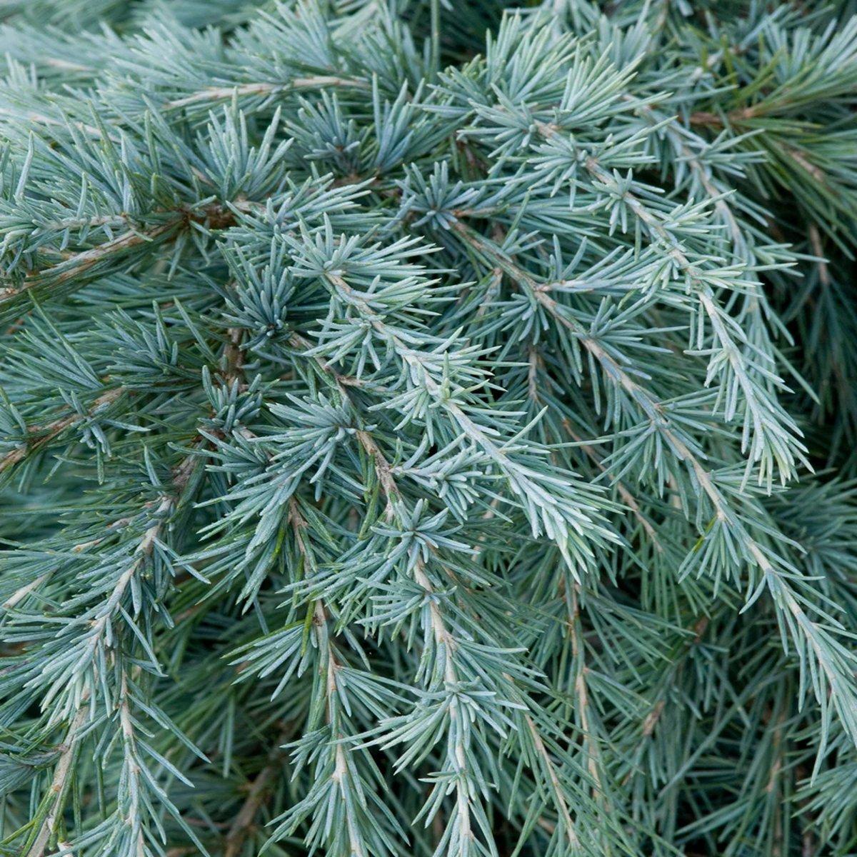 Кедр гімалайський Філін Блю / h 40-50 / Cedrus Feelin' Blue
