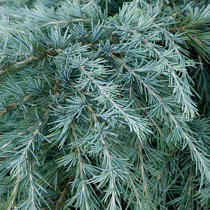Кедр гімалайський Філін Блю / h 40-50 / Cedrus Feelin' Blue, фото 1