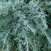 Кедр гімалайський Філін Блю / h 40-50 / Cedrus Feelin' Blue