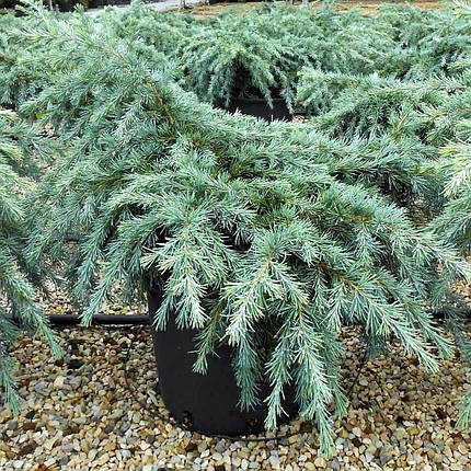 Кедр гімалайський Філін Блю / h 40-50 / Cedrus Feelin' Blue, фото 2