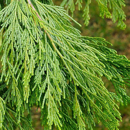 Калоцедрус Піллар / С10 / h 100-125 / Calocedrus Pillar, фото 1