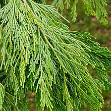 Калоцедрус Піллар / С10 / h 100-125 / Calocedrus Pillar