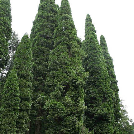 Калоцедрус Піллар / С10 / h 100-125 / Calocedrus Pillar, фото 2
