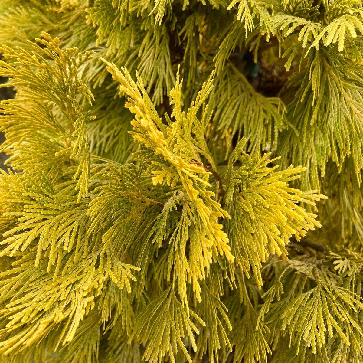 Калоцедрус Берріма Голд / h 60-80 / Calocedrus Berrima Gold