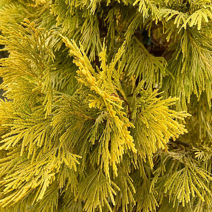 Калоцедрус Берріма Голд / h 60-80 / Calocedrus Berrima Gold, фото 1