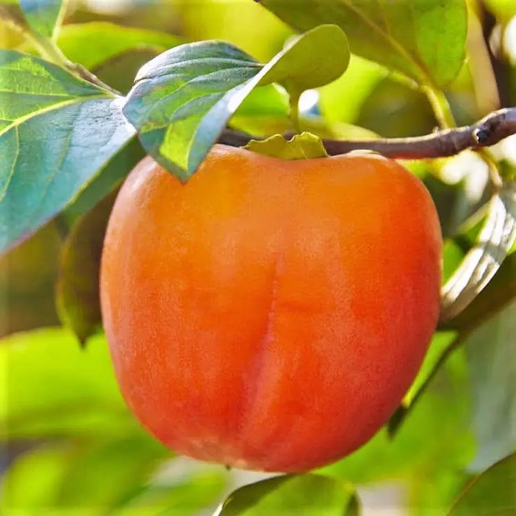 Хурма Персимон (дворічна) – декоративна, стійка, витривала, фото 1