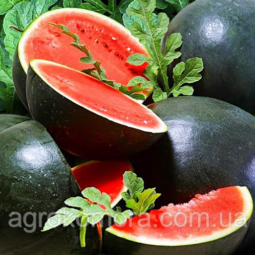Шуга Бейбі Кавун 500 г United Genetics, фото 1