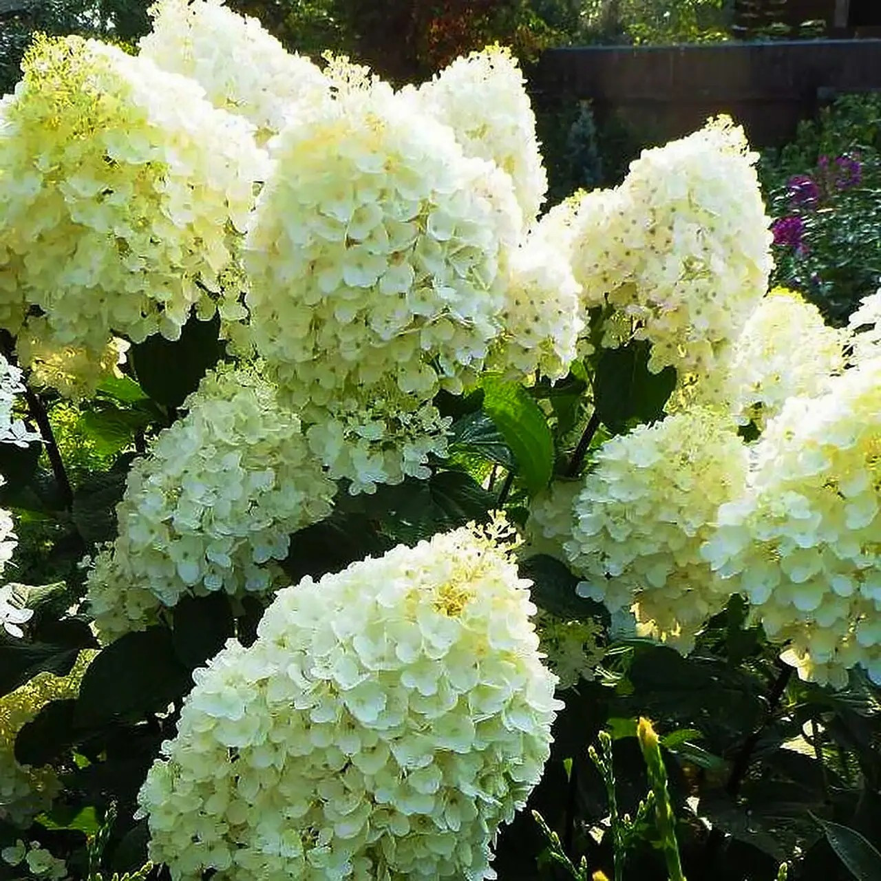 Гортензія волотиста Сільвер Долар - декоративна, морозостійка, швидкоросла Р9, фото 1