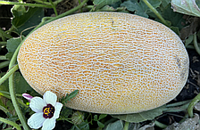 МАРАДОНА F1 насіння дині 1000 нас,  Clause