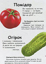 Що це Овочі фрукти та ягоди Пегас, фото 4