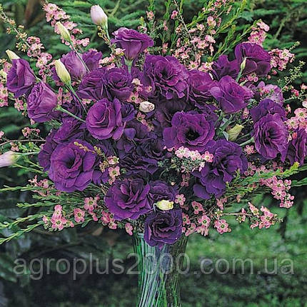 Насіння Еустома АВС F1 Пурпурова 10 насінин Pan-american seeds, фото 1