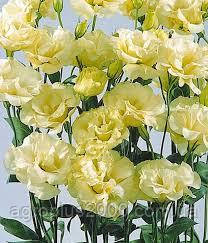 Насіння Еустома Ехо жовта F1, 5 насінин Гавріш