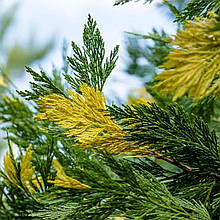 Калоцедрус Ауреоваріегата / h 60-80 / Calocedrus Aureovariegata