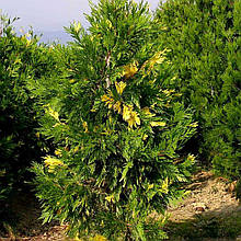 Калоцедрус Ауреоваріегата / h 40-50 / Calocedrus Aureovariegata