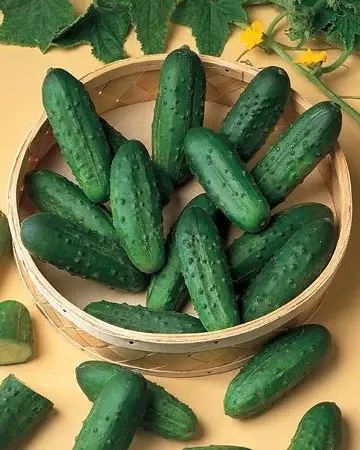 Огірок Наташа F1 Seminis 1000 насінин, фото 1